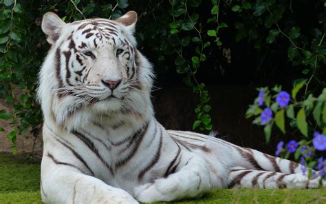 Tigre du bengale white 